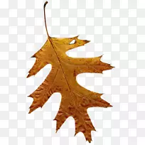 Hojas secasҶ���������-Ҷ-������