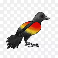 喙雀区系羽毛-空若网 喙雀区系羽毛-空若网