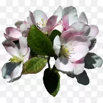 苹果苹果-空若网 苹果苹果-空若网