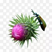 牛乳蓟.牛乳蓟草芽和昆虫图片材料-空若网 牛乳蓟.牛乳蓟草芽和昆虫图片材料-空若网