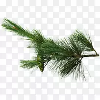 ÕëËÉÕëÒ¶×¶ÔÆÉ¼Õë-¿ÕÈôÍø ÕëËÉÕëÒ¶×¶ÔÆÉ¼Õë-¿ÕÈôÍø