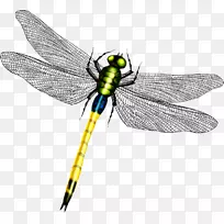 蜻蜓翅膀图标-美丽的蜻蜓翅膀-空若网 蜻蜓翅膀图标-美丽的蜻蜓翅膀-空若网