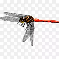 蜻蜓蝴蝶图标-美丽的蜻蜓翅膀-空若网 蜻蜓蝴蝶图标-美丽的蜻蜓翅膀-空若网