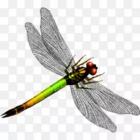 ƽ�����-���������ѳ��-������