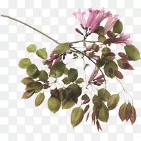 博客花网-花-空若网 博客花网-花-空若网