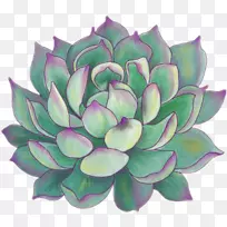 肉质植物纸保险杠贴纸图-空若网 肉质植物纸保险杠贴纸图-空若网