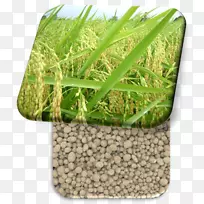 禾本科水稻商品科-空若网 禾本科水稻商品科-空若网