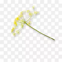 ����ֲ�ﾥ֦Ҷ����ֲ��Ҷ-������