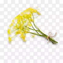 有机农业日间早间植物茎-植物-空若网 有机农业日间早间植物茎-植物-空若网