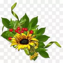 普通向日葵-空若网 普通向日葵-空若网