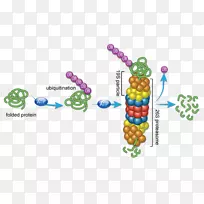 蛋白酶体泛素癌蛋白-空若网 蛋白酶体泛素癌蛋白-空若网