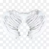 翼博主羽毛-人-空若网 翼博主羽毛-人-空若网