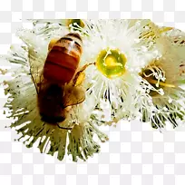 蜂蜜,蜜蜂,桉树,蜜蜂花-空若网 蜂蜜,蜜蜂,桉树,蜜蜂花-空若网