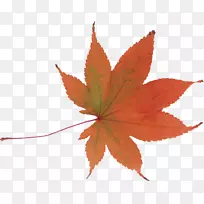 秋季摄影日记博客-秋天-空若网 秋季摄影日记博客-秋天-空若网