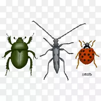 甲虫昆虫翅蚤动物甲虫-空若网 甲虫昆虫翅蚤动物甲虫-空若网