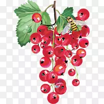 红浆果-空若网 红浆果-空若网