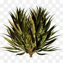 草树植物茎系树-空若网 草树植物茎系树-空若网