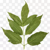 Ҷ�ﲩ�ͼ�����-Ҷ-������