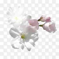 切花白剪艺术-花-空若网 切花白剪艺术-花-空若网