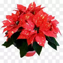 花卉设计花盆一品红切花-花-空若网 花卉设计花盆一品红切花-花-空若网