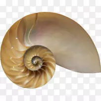 在人生的后半部寻找意义:如何最终,真正从成长中的澳大利亚土生土长的毕达哥拉斯生活中成长-数学-空若网 在人生的后半部寻找意义:如何最终,真正从成长中的澳大利亚土生土长的毕达哥拉斯生活中成长-数学-空若网