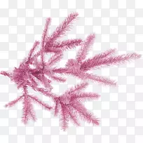 枝条云杉剪贴画树-空若网 枝条云杉剪贴画树-空若网