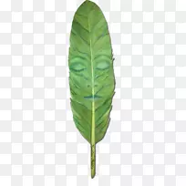 叶所有权利保留电子邮件植物茎叶-空若网 叶所有权利保留电子邮件植物茎叶-空若网