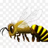 蜜蜂-空若网 蜜蜂-空若网