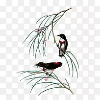 澳大利亚的鸟,工笔画-鸟-空若网 澳大利亚的鸟,工笔画-鸟-空若网