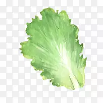 ÂÌÒ¶Ê߲˴ó°×²Ë.¾íÐIJËÒ¶-¿ÕÈôÍø ÂÌÒ¶Ê߲˴ó°×²Ë.¾íÐIJËÒ¶-¿ÕÈôÍø