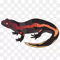 萨拉曼德拉爬行动物-动物-空若网 萨拉曼德拉爬行动物-动物-空若网