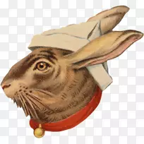 兔鼻-动物-空若网 兔鼻-动物-空若网