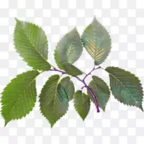 剪纸艺术-空若网 剪纸艺术-空若网