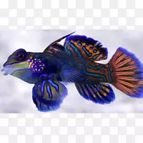 钴蓝海洋生物-空若网 钴蓝海洋生物-空若网