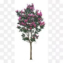 桃金娘树-空若网 桃金娘树-空若网