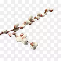 柳树数码影像剪贴画-空若网 柳树数码影像剪贴画-空若网