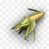 蝗虫螳螂-蝗虫-空若网 蝗虫螳螂-蝗虫-空若网