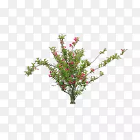 花园博客剪贴画-花卉-空若网 花园博客剪贴画-花卉-空若网