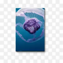 蓝水母红海金银花海-空若网 蓝水母红海金银花海-空若网