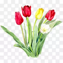 郁金香水彩画设计师剪花-红色郁金香-空若网 郁金香水彩画设计师剪花-红色郁金香-空若网