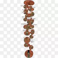 树型树-空若网 树型树-空若网