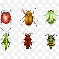 甲虫贴纸瓢虫画昆虫-空若网 甲虫贴纸瓢虫画昆虫-空若网