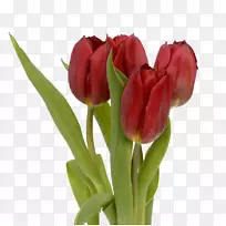 花郁金香-空若网 花郁金香-空若网