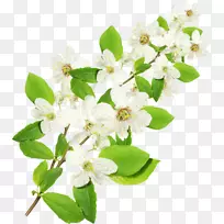 花枝乔木茉莉花枝花-空若网 花枝乔木茉莉花枝花-空若网