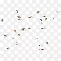 蝴蝶昆虫-飞蝶-空若网 蝴蝶昆虫-飞蝶-空若网