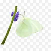 蝴蝶昆虫-白色蝴蝶-空若网 蝴蝶昆虫-白色蝴蝶-空若网