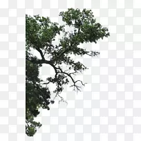 无公害建筑集团有限公司树枝-林登树枝的一半-空若网 无公害建筑集团有限公司树枝-林登树枝的一半-空若网