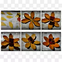 昆虫对称图案-昆虫-空若网 昆虫对称图案-昆虫-空若网