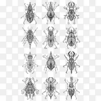 昆虫印刷设计包装设计灵感图案-昆虫-空若网 昆虫印刷设计包装设计灵感图案-昆虫-空若网