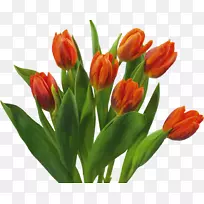 花束郁金香桌面壁纸-郁金香-空若网 花束郁金香桌面壁纸-郁金香-空若网